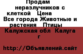 Продам 2 неразлучников с клеткой › Цена ­ 2 500 - Все города Животные и растения » Птицы   . Калужская обл.,Калуга г.